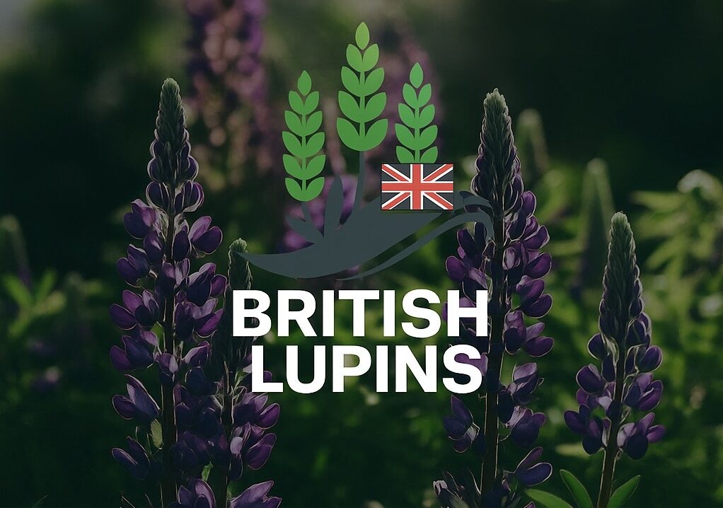 British Lupins