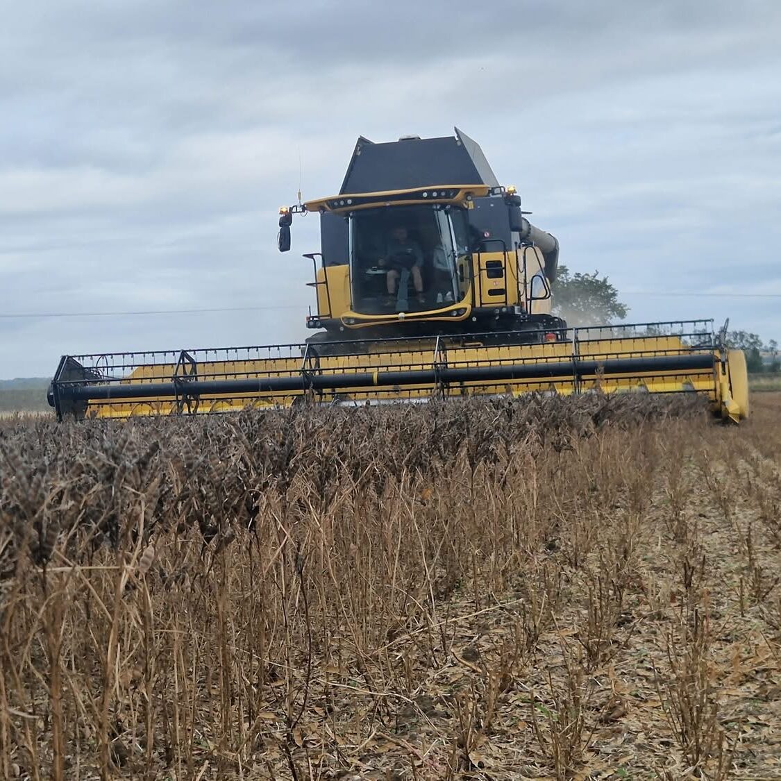 Lupin Harvest